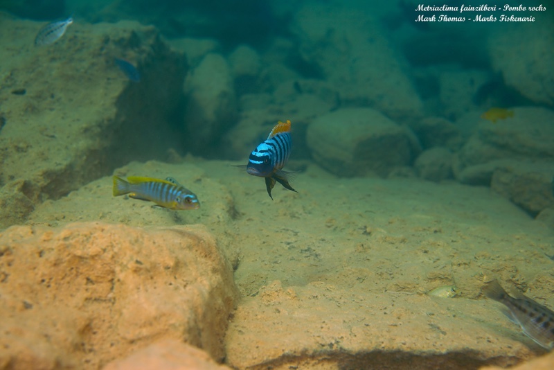 Maylandia fainzilberi 'Pombo Rocks'